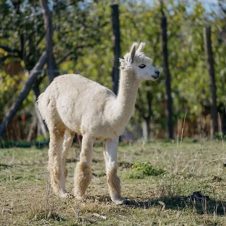Feelmore Tiny House Дом отдыха *