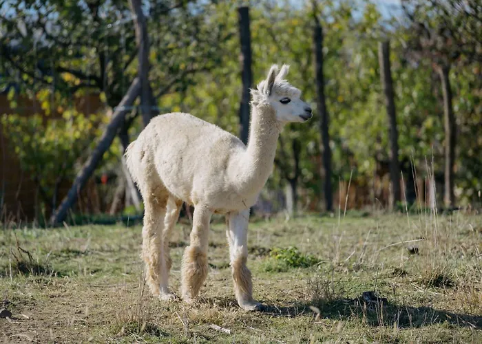 Feelmore Tiny House Holiday home *