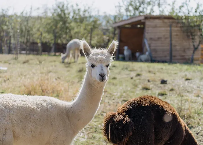 Feelmore Tiny House * Eger